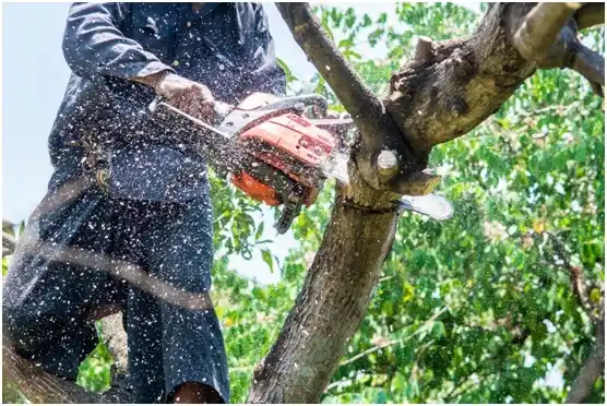 tree services Taylorsville